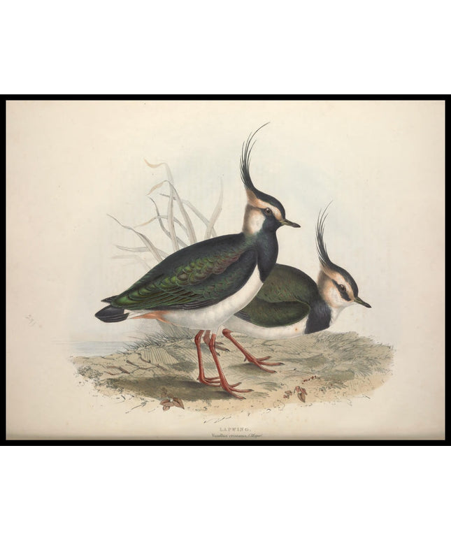 Vanellus Cristatus Poster