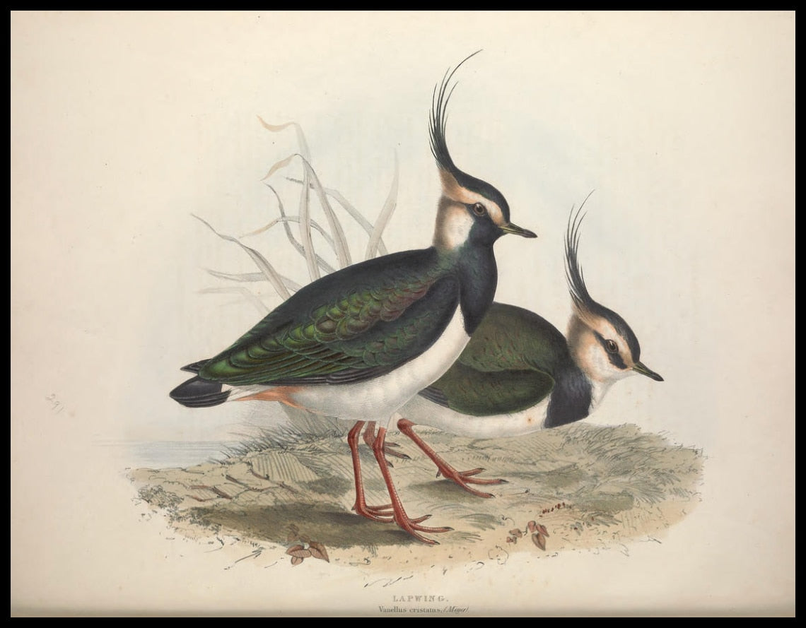 Vanellus Cristatus Poster