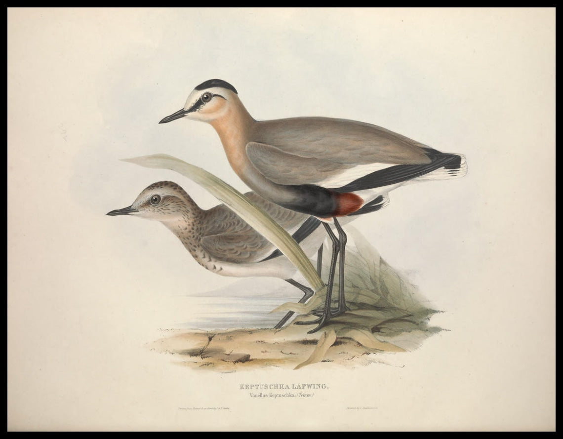 Vanellus Keptuschka Poster
