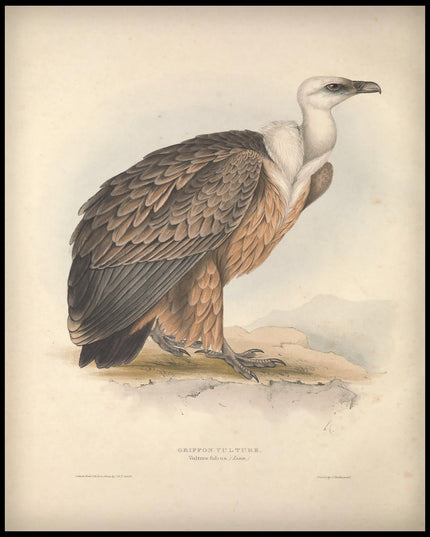 Vulture Fulvus Poster