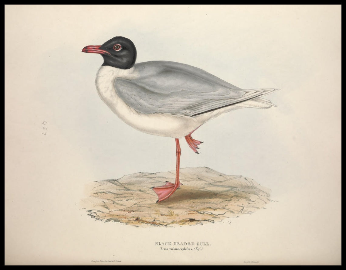Xema Melanocephalus Poster