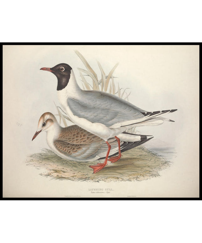 Xema Ridibundus Poster