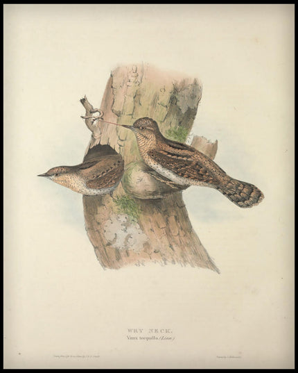 Yunx Torquilla Poster