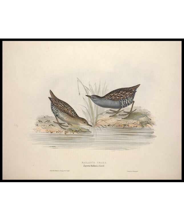 Zaporna Baillonii Poster