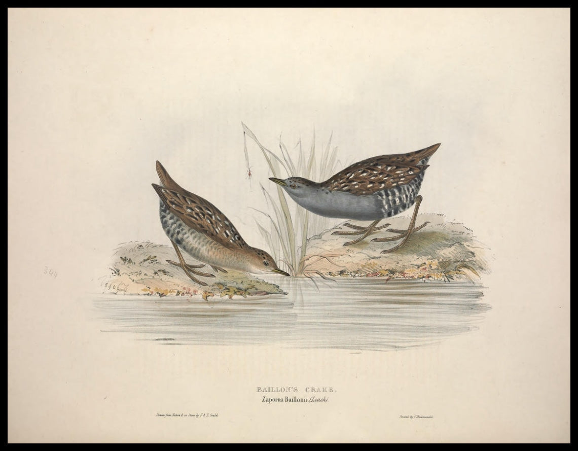 Zaporna Baillonii Poster