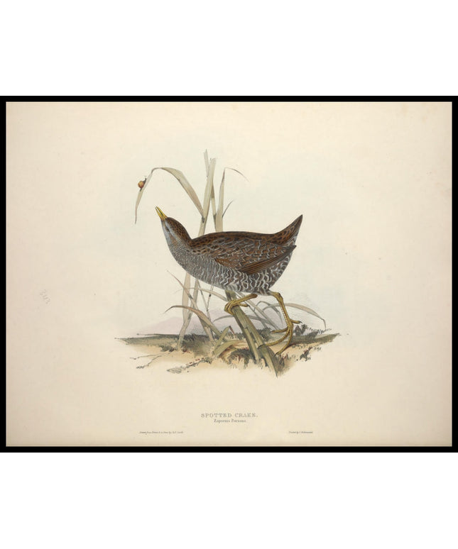 Zapornia Porzana Poster