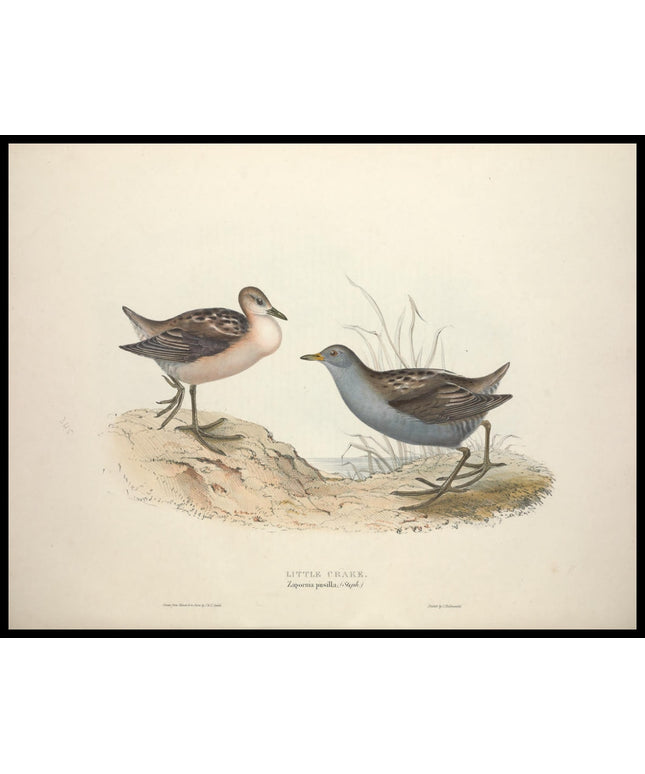 Zapornia Pusilla Poster