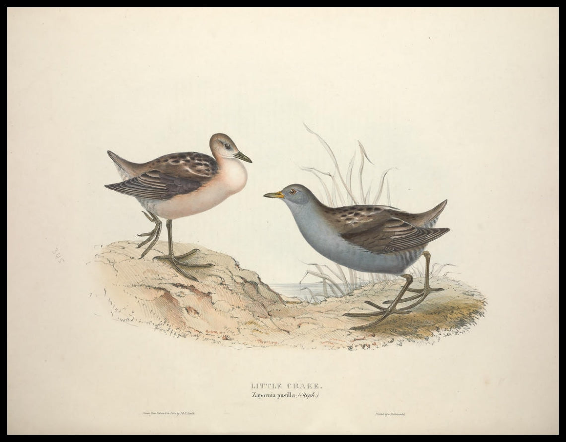 Zapornia Pusilla Poster
